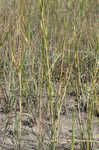 Smooth cordgrass